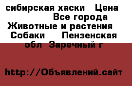 l: сибирская хаски › Цена ­ 10 000 - Все города Животные и растения » Собаки   . Пензенская обл.,Заречный г.